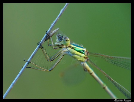 Leste barbare - Lestes barbarus
